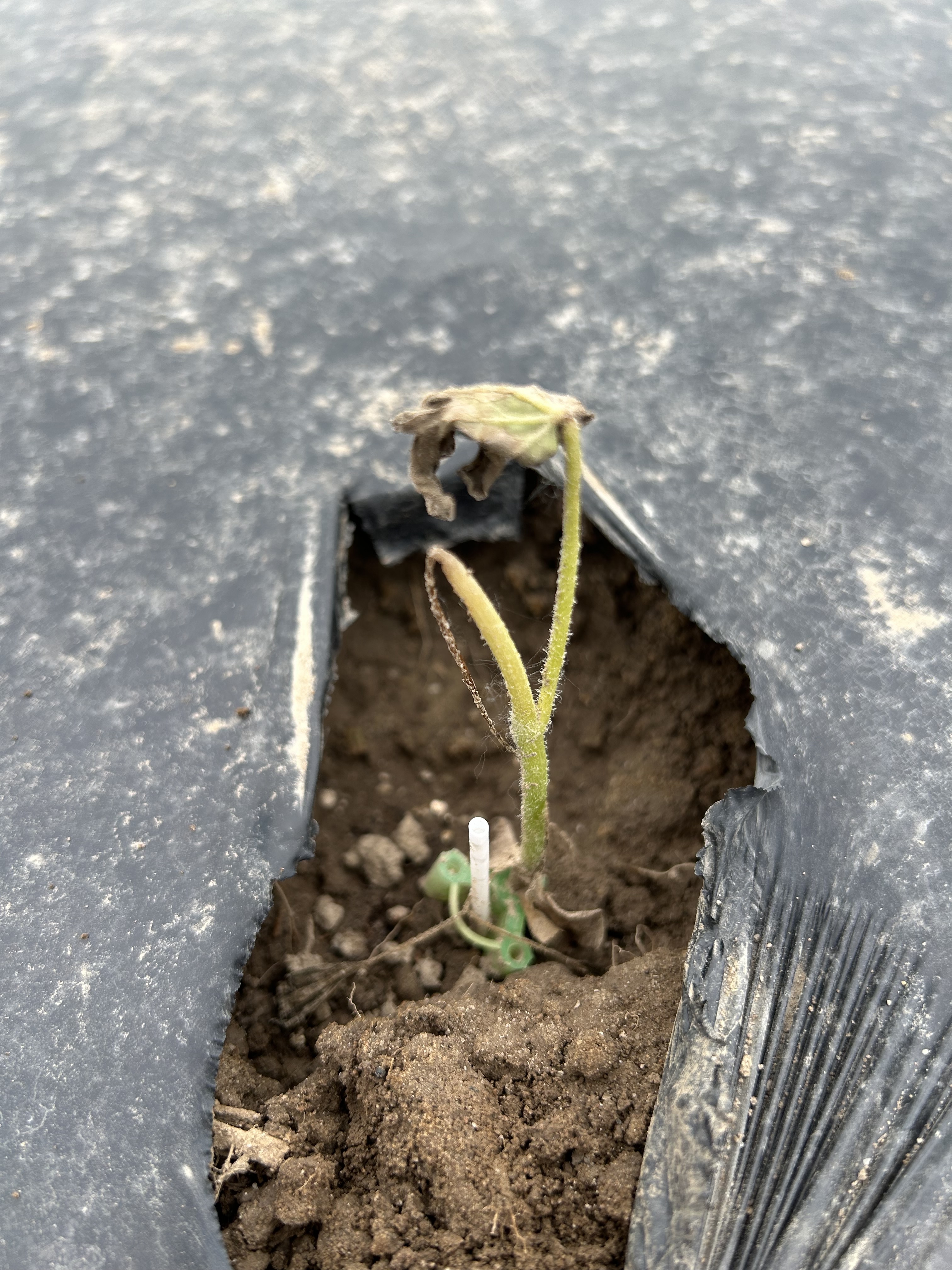 Grafted watermelon.